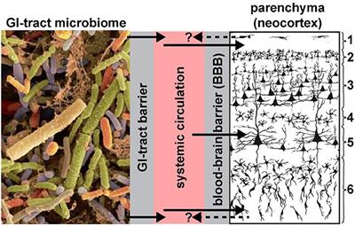 Gastrointestinal (GI) Tract Microbiome-Derived Neurotoxins—Potent Neuro-Inflammatory Signals From the GI Tract via the Systemic Circulation Into the Brain